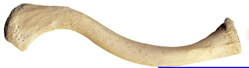 <p>The superior surface of the clavicle is smooth </p>