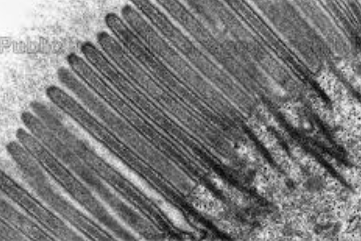 <p>microvilli role in inestines</p>