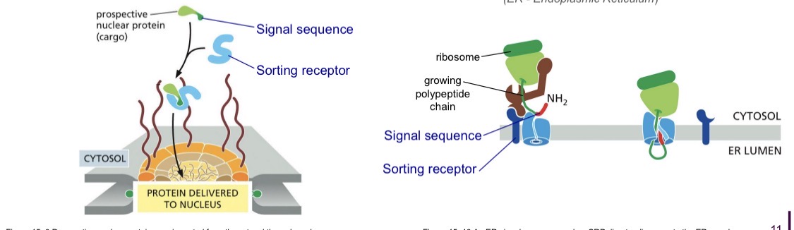 <p>Post-translational</p><ul><li><p>Nuclear-encoded</p></li><li><p>Fully synthesized</p></li><li><p>Folded</p></li></ul><p>.</p><ul><li><p>Targeted by signal sequence for import into nucleus <span style="color: yellow;">(nuclear localization signal)</span></p></li><li><p>Recognized by sorting receptor</p></li><li><p>Transported through nuclear pore</p></li><li><p>Detached</p></li></ul><p>Example</p><ul><li><p>transcription factors required in the nucleus</p></li></ul><p></p>