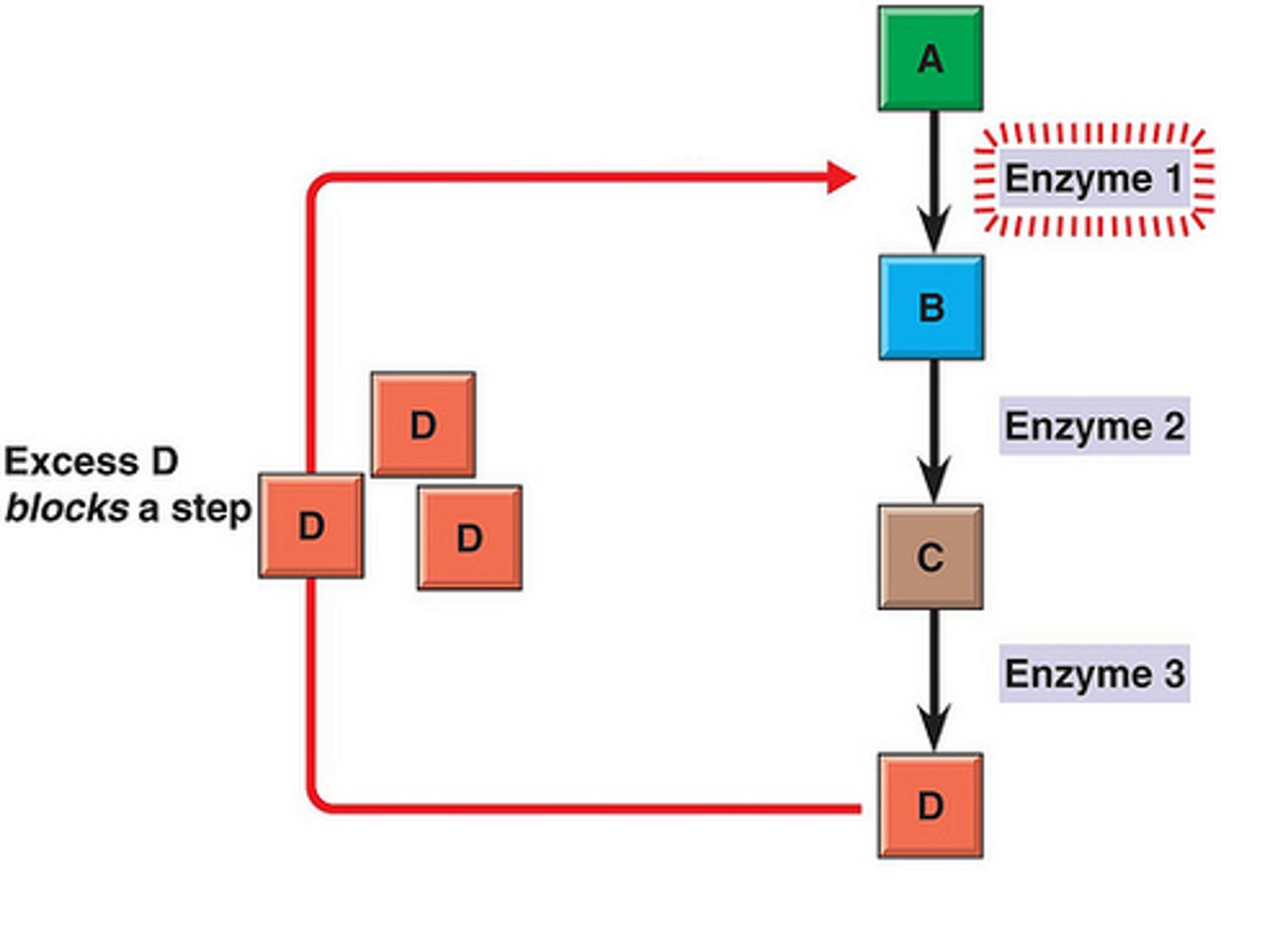 <p>A metabolic pathway is switched off by the inhibitory binding of its end product to an enzyme that acts early in the pathway.</p>