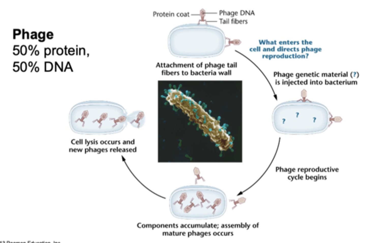 <p>50% protein and 50% DNA</p>