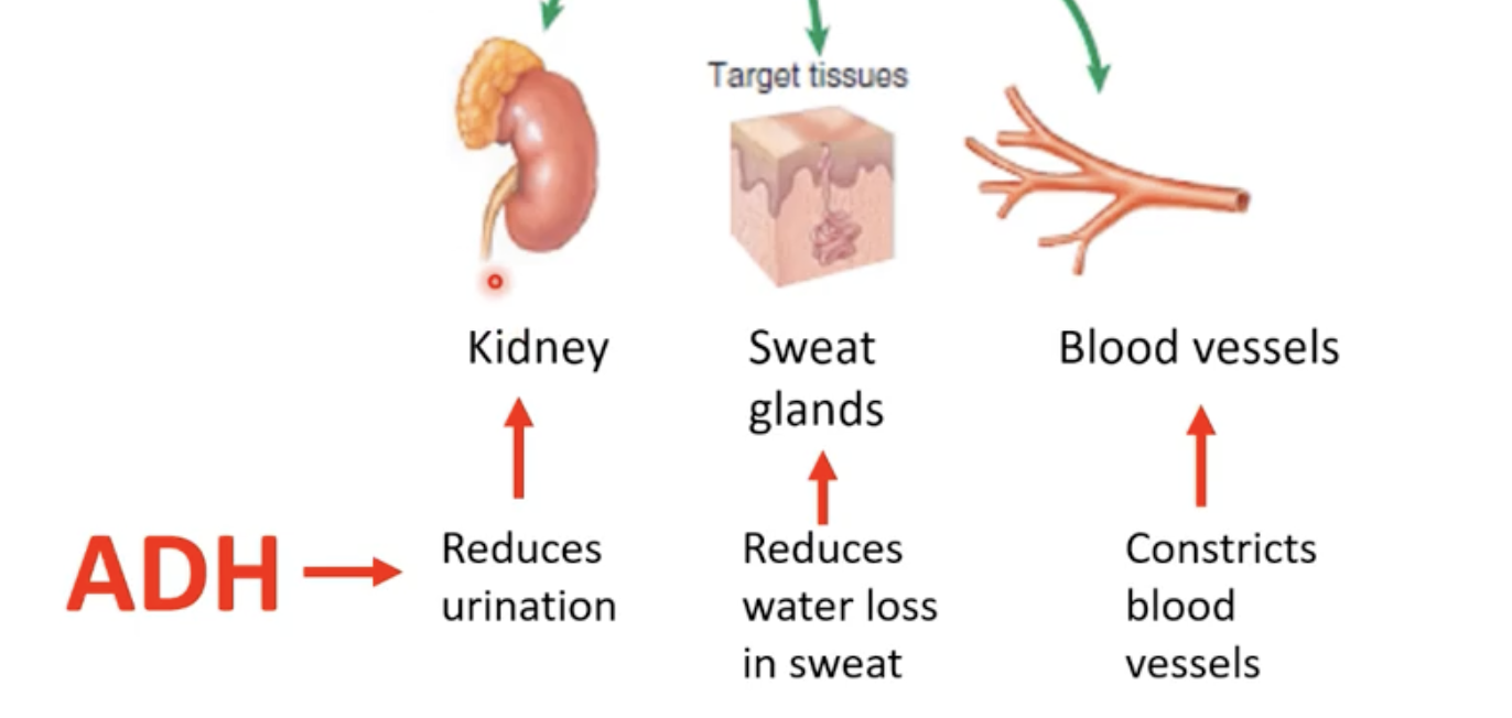 <p>-Acts on the kidneys to reduce urination, on sweat glands to reduce water loss and its a powerful vasoconstrictor</p>