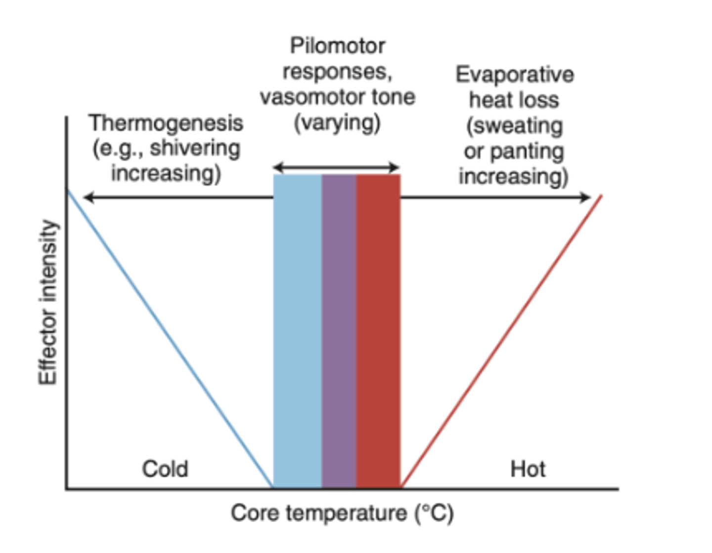 <p>- Effector intensity increases as deviation from core temperature increases</p>