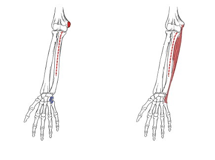 <p>What is the insertion for flexor carpi ulnaris?</p>