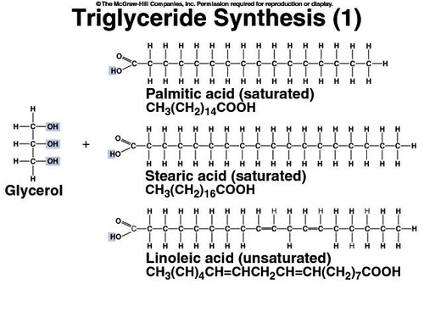 <p>Lipids made of three fatty acids bound to glycerol, used for energy storage, insulation, and protection.</p>