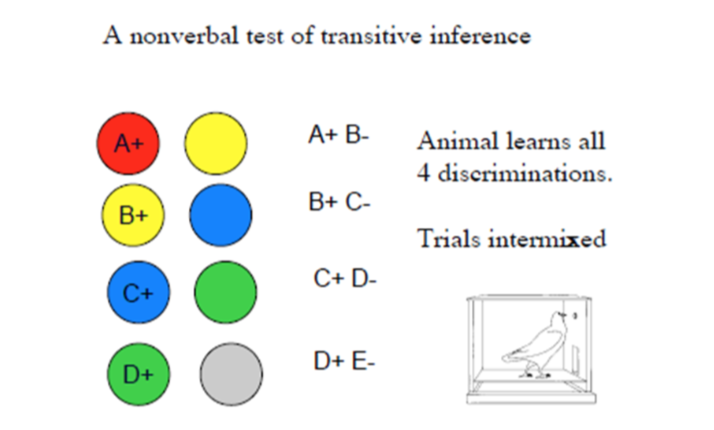 <p>Deducing new relationships from stated relationships</p><p></p><p><strong>Pigeons:</strong> nonverbal test of transitive inference, when presented with a new choice they reliably choose the correct answer.</p><p>“Here too, when tested on the critical second and fourth items from the implied series of stimuli, the pigeons chose correctly.”</p>