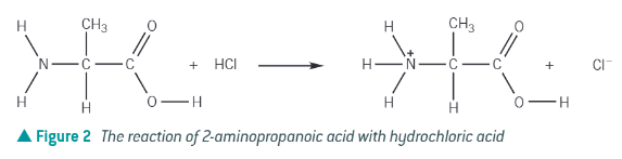 <p>ammonium salt + ion</p><p><strong>acts as base, and accepts a proton!</strong></p><p><strong>amine end accepts a proton! </strong></p>