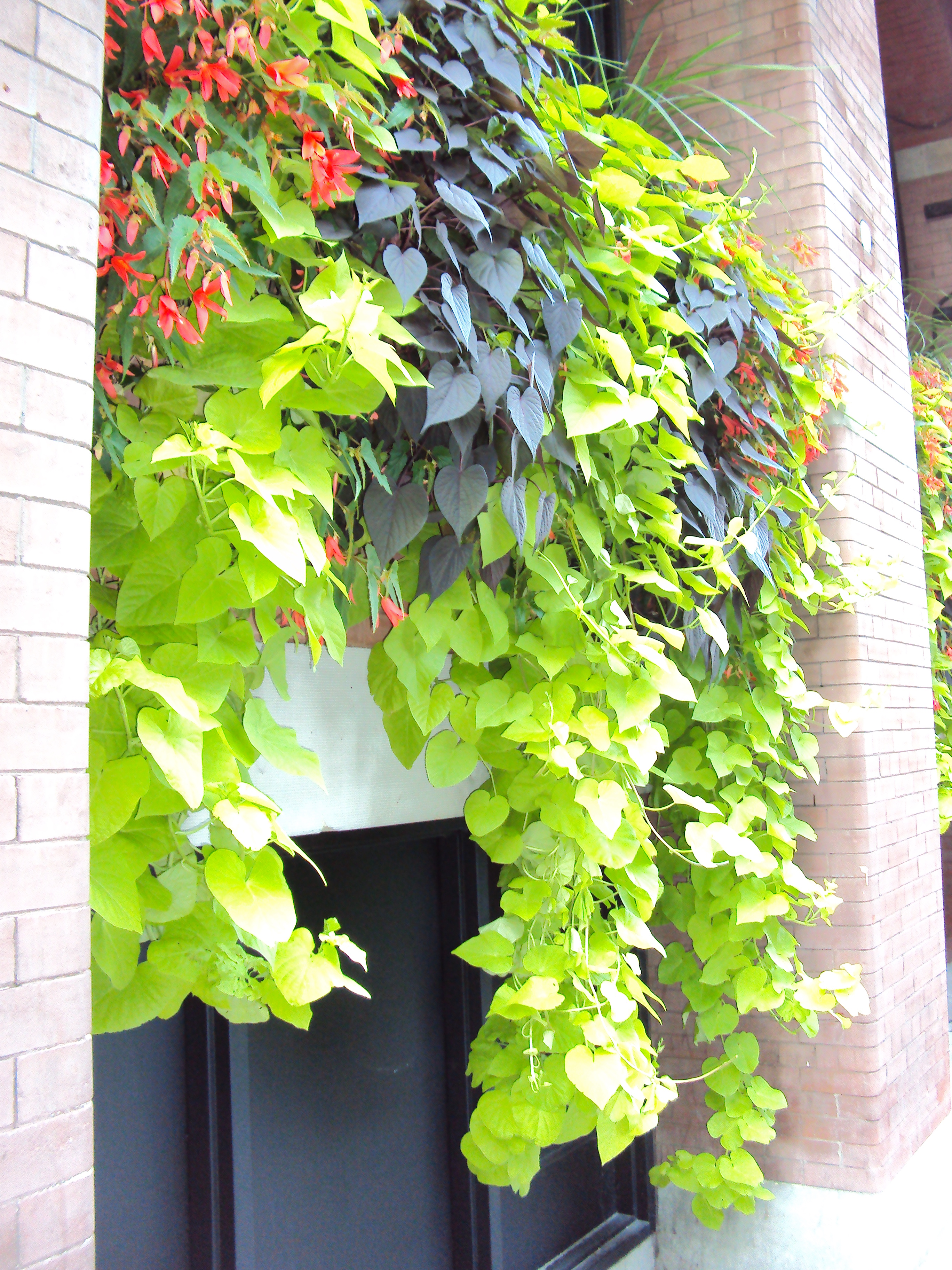 <p>Sweet Potato Vine</p>