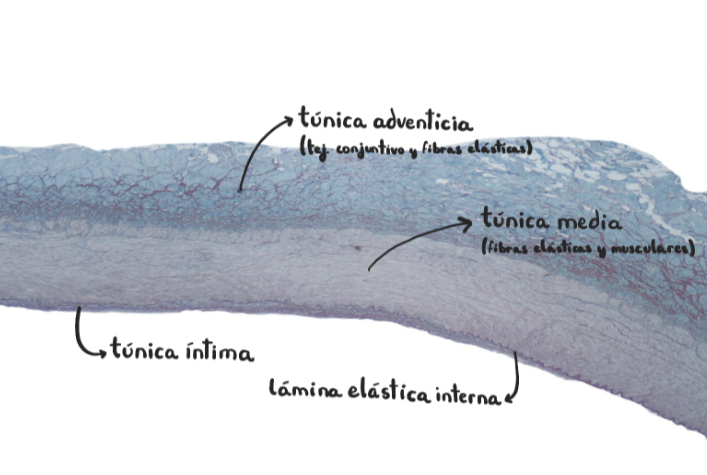 <p>Arteria coronaria (muscular)</p>