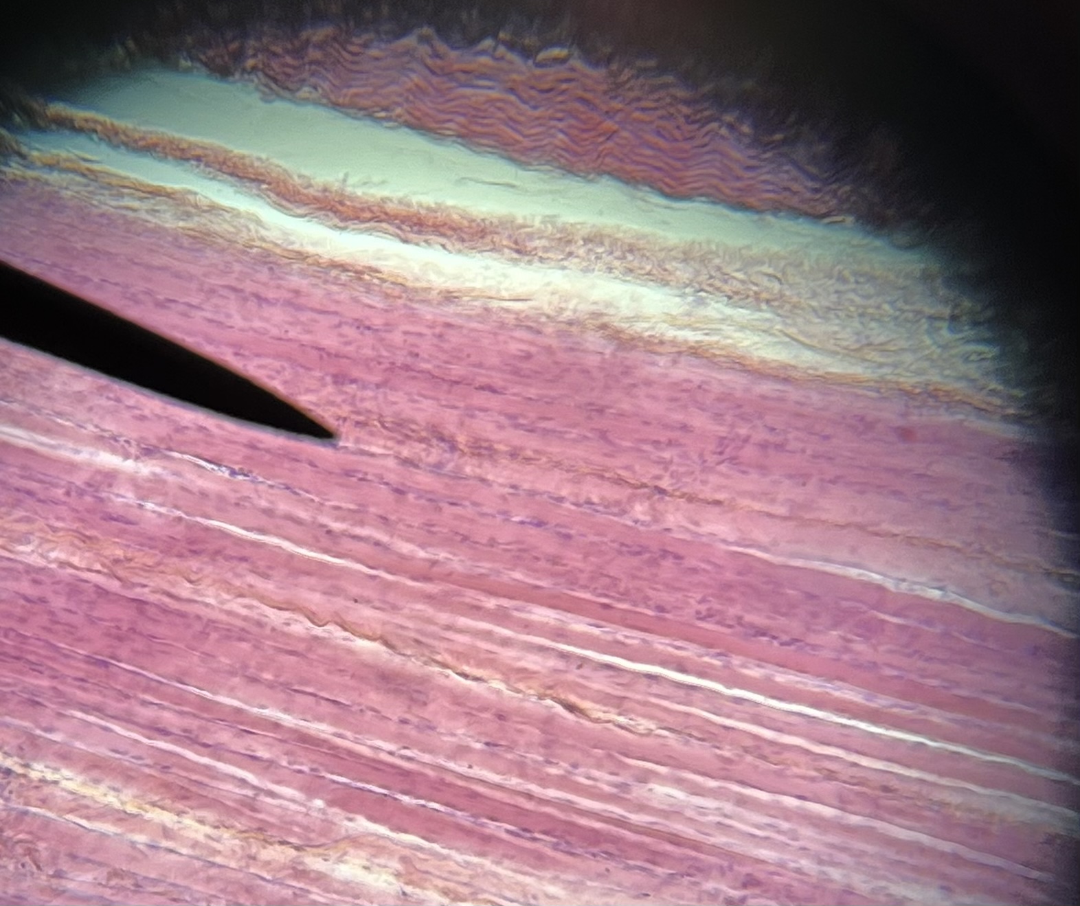 <p>Name the cell</p>