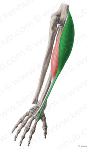 <p>What is this muscle called?</p>