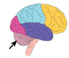the "little brain" at the rear of the brainstem
controls equilibrium and coordinated movement
