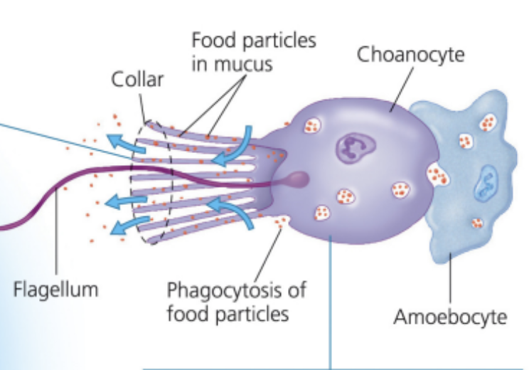 <ol><li><p>flagellum for drawing in water</p></li><li><p>collar projections around flagellum for capturing food</p></li><li><p>choanocyte (head) for phagocytosis </p></li><li><p>amoebocyte for circulation of nutrients throughout sponge body</p></li></ol><p></p>