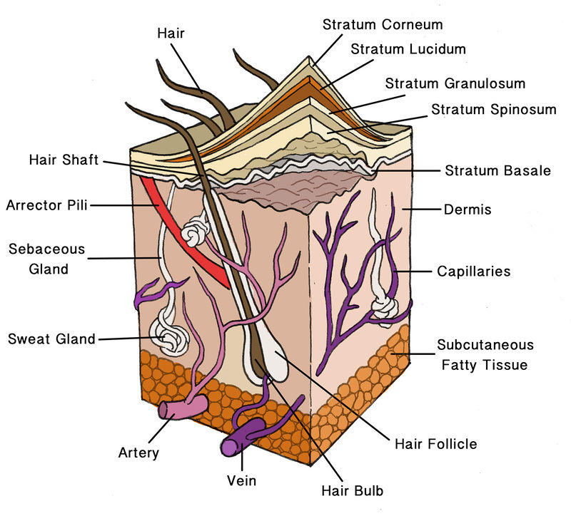 <p>loose connective tissue and fatty tissue</p>