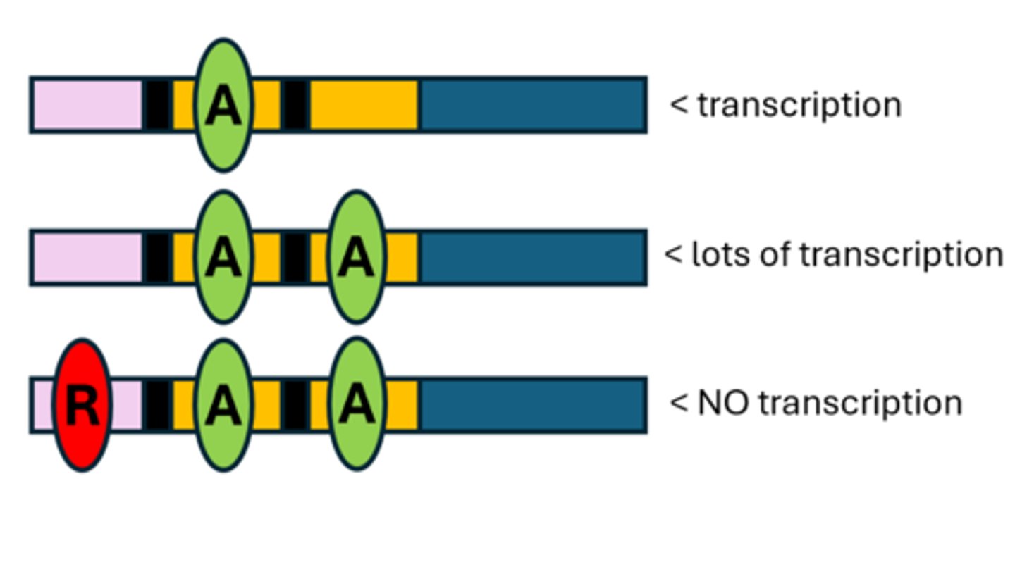<p>1. Transcription factors bind to DNA to regulate gene expression</p><p>2. Activators bind to the promoter to turn a gene on and prompt it to start transcription</p><p>3. Repressors bind to the silencer keep transcription from happening. Even if there is 50 activators, transcription will not happen if there is 1 repressor</p>