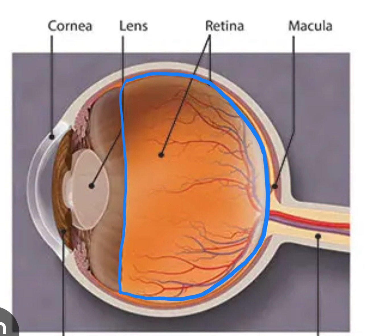 <p>What structure is this?</p>