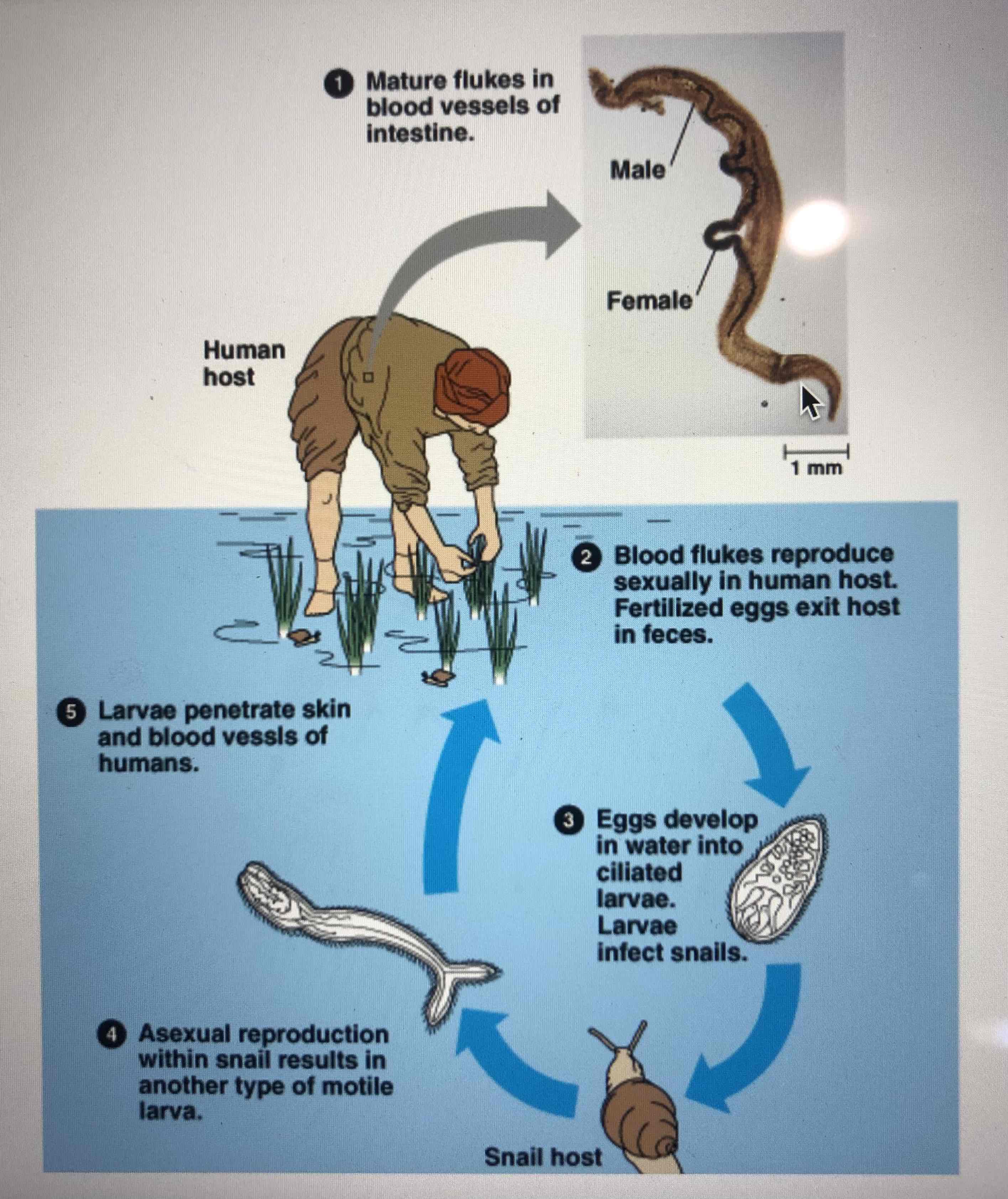 <p>Schistosomes have different sexes. They live in the blood system of their host. The eggs will induce an enormous immune response, and this will form a large pimple-like structure which bursts and the eggs will be distributed. The host will often urinate blood, and it is common in children. The host will excrete the parasites with blood in faeces or urine and the eggs will hatch in the water. Then they infect a snail. Asexual reproduction occurs within the snail, and then the larvae will be released into the water where they find another human or animal host by penetrating the skin and blood vessels of the host.</p>