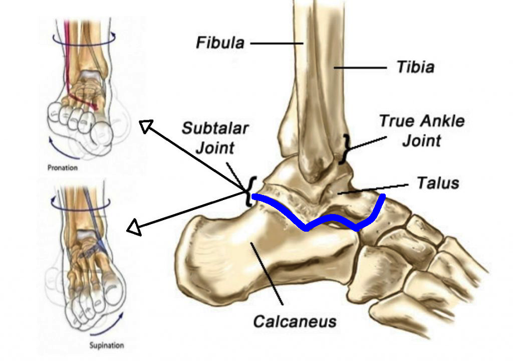 <p>Subtalar joint</p>