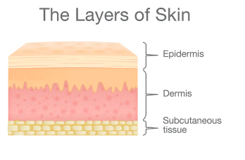 <ul><li><p>found in the skin</p></li><li><p>layers: epidermis, dermis, and subcutaneous layer/hypodermis</p></li><li><p><strong>thick skin: </strong>palms and soles</p></li><li><p><strong>thin skin:</strong> most other surfaces</p></li></ul><p></p>
