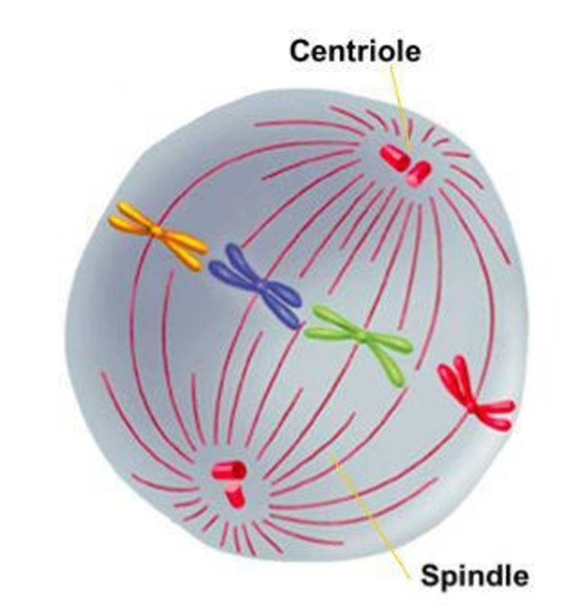 <p>Chromosomes align at the cell's equator.</p>