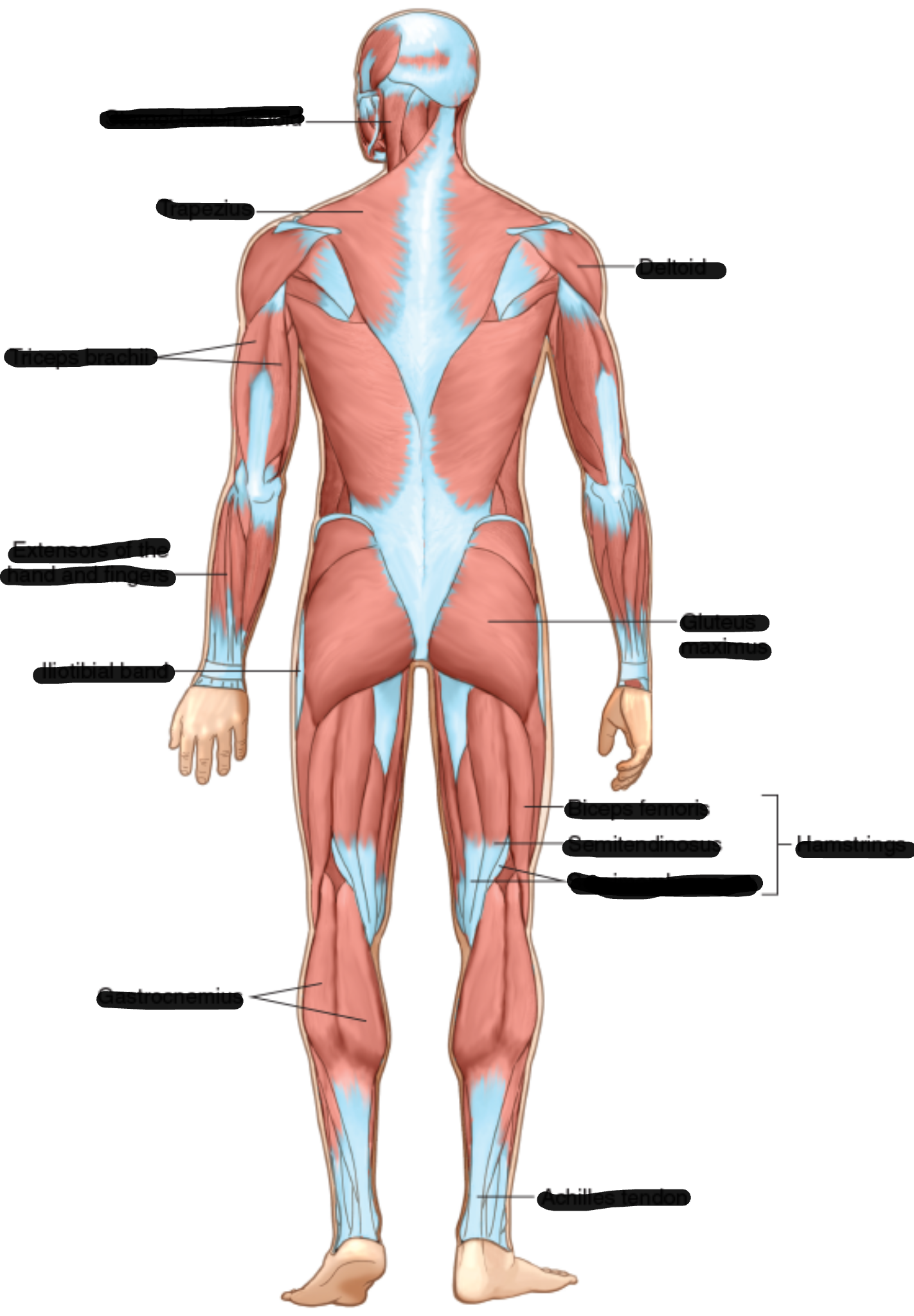 <p>Muscles of the back</p>