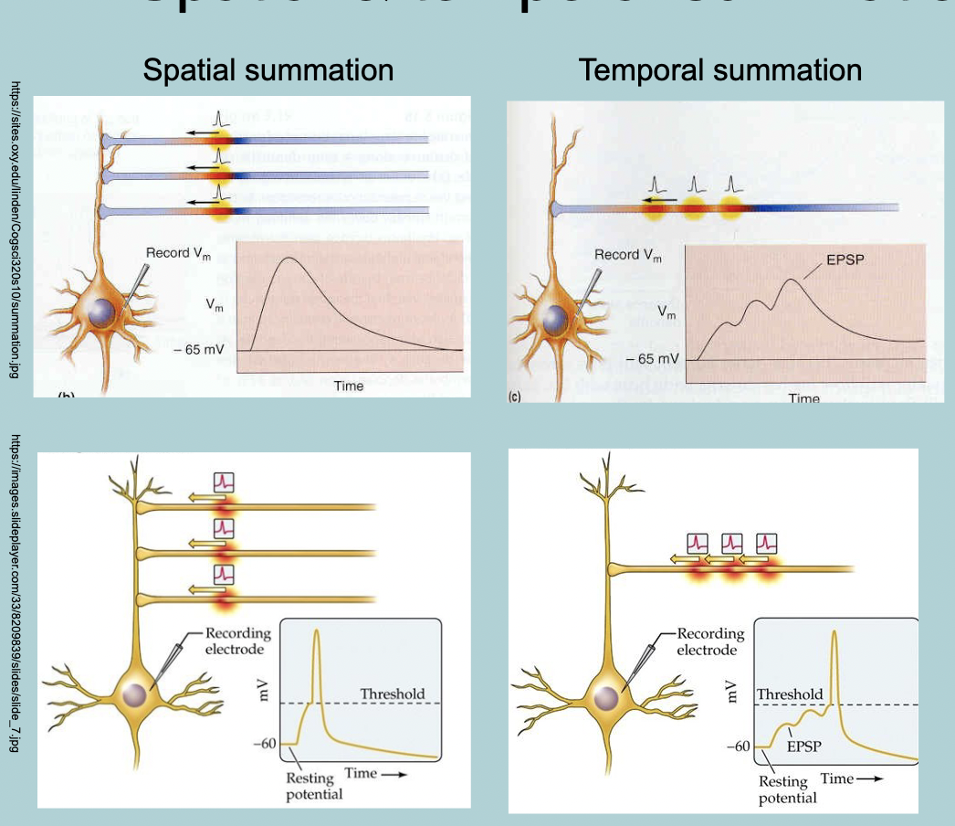 <p>In reality there is a combination of both&nbsp; SPATIAL and TEMPORAL SUMMATION&nbsp; </p>
