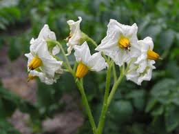 <p>Biological Origin:<strong> Solanum tuberosum L. (Solanaceae)</strong></p><p>Common Name:<strong> Potato</strong></p><p>Part used: <strong>Peels, Tubers</strong></p><p>Medicinal use:</p><p>Peels</p><p><strong>● Antioxidants ● Anticancer ● Anti-inflammatory</strong></p><p>Tubers</p><p><strong>● Anti-ulcer ● Anti-gout ● Anti-scurvy</strong></p><p>Secondary metabolites:</p><ul><li><p><strong><u>Solanine (Alkaloids)</u></strong></p></li></ul><p>Note sa quiz:</p><p><u>When is the fleshy stem of C deemed not edible?</u></p><ul><li><p><u>If there are already sprouts evident (the sprouts have high concentration of solanine), and there is green coloration on the stem.</u></p></li><li><p>tubers ang edible part pag potato</p></li></ul>