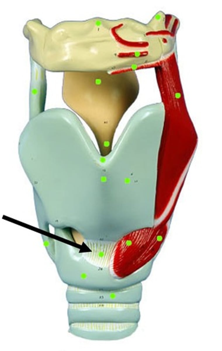 <p>TA will take off the thyroid cartilage to show the “baby whale teeth”</p><ul><li><p>strucutre</p></li></ul><p></p>