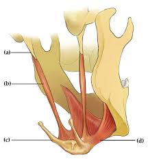 <p>Suprahyoid m. that runs from styloid process to hyoid; It straddles the digastric tendon (B in image)</p>