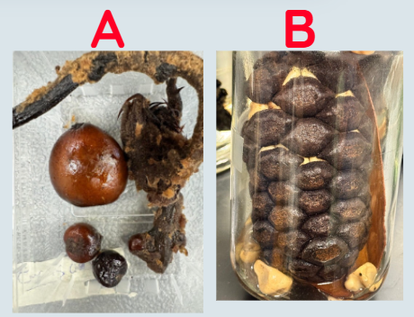 <p>Which one would contain Zamia’s Megagametophyte?</p>
