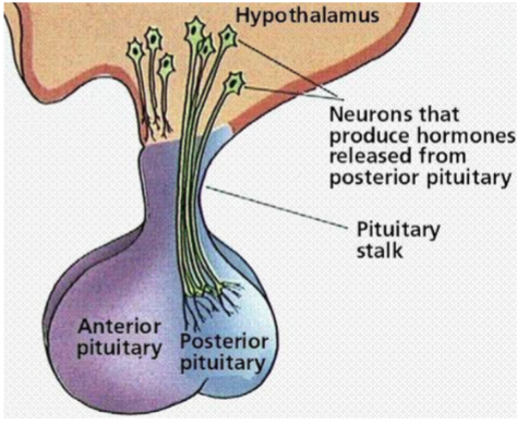 <ul><li><p>to the proximal infundibulum associated with the anterior pituitary</p></li><li><p>to the distal infundibulum associated with the posterior pituitary</p></li></ul><p></p>