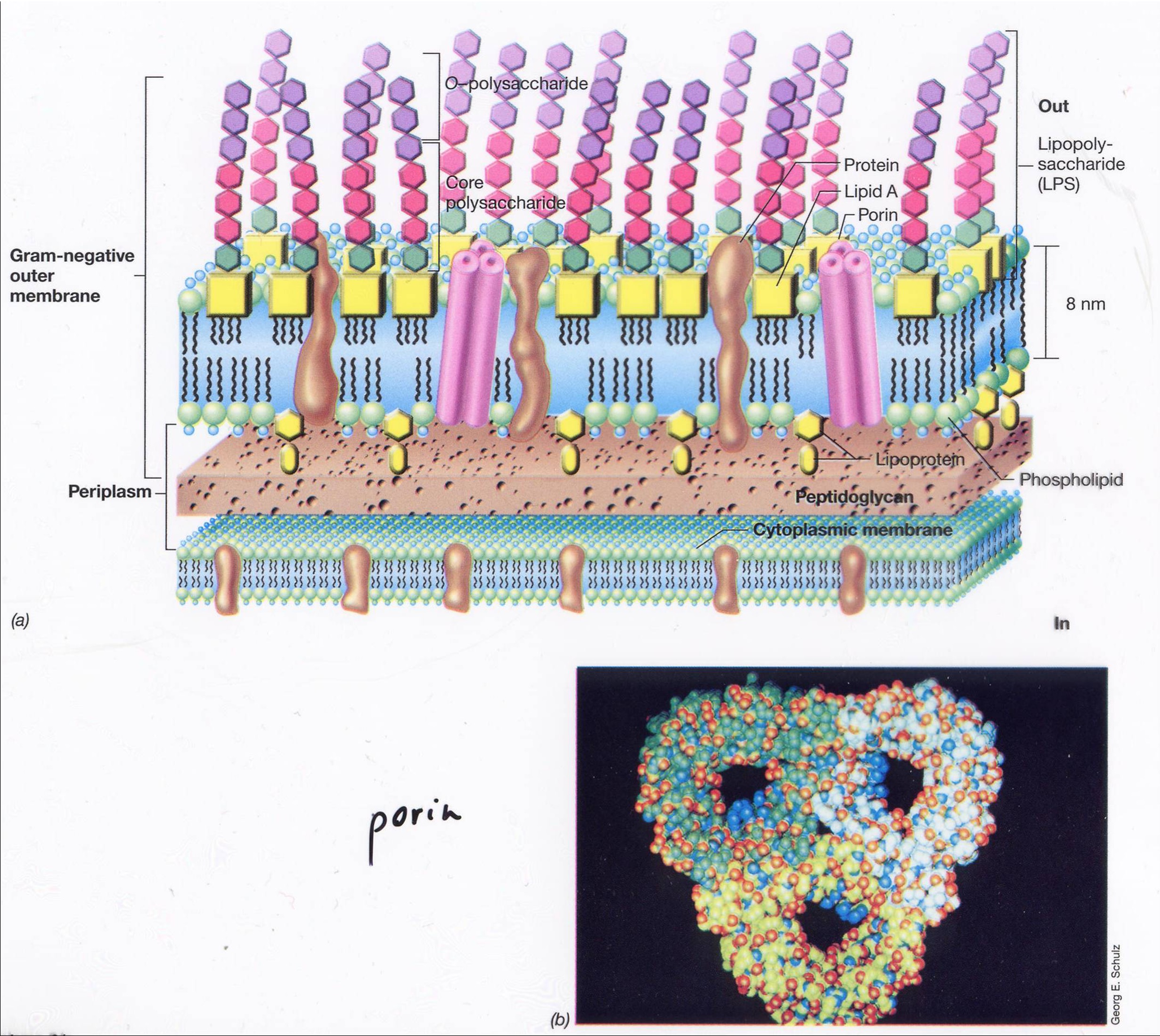 <p>The Gram negative outer membrane</p>