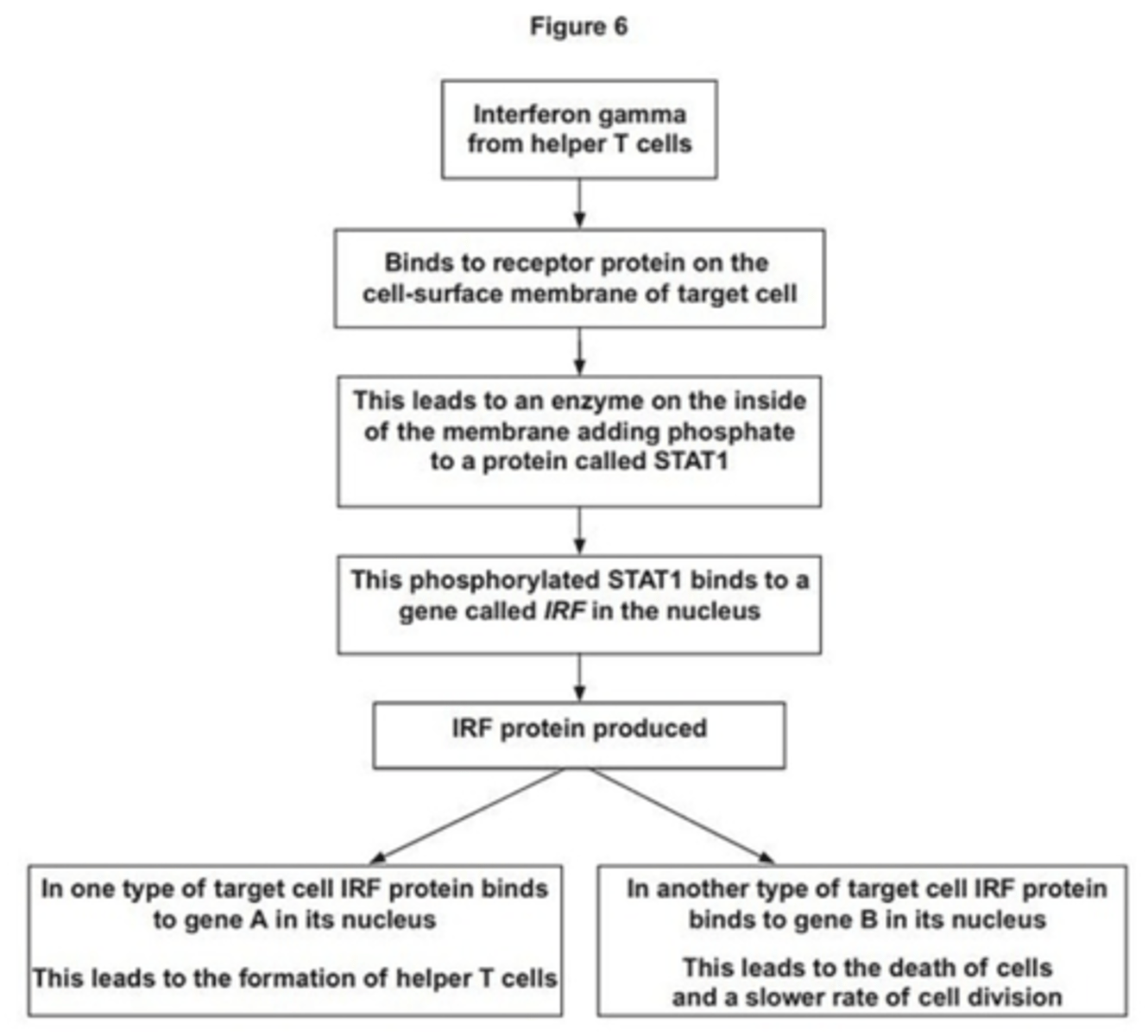 <p>- Binding (of interferon-gamma) change shape/tertiary structure of receptor (protein)/ Accept reference to second messenger mechanism/process<br>- This activates/switches on the enzyme<br> - Use of ATP (to phosphorylate STAT1);</p>