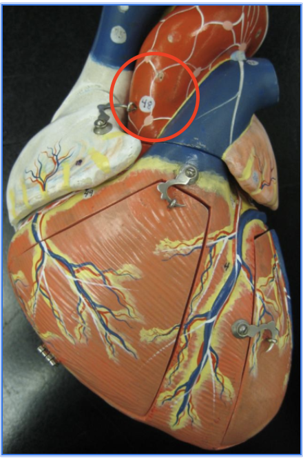 <p>middle tube, distal point</p>