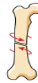 <p>Type of fracture? </p>