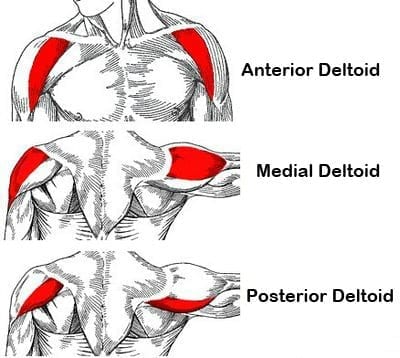 <p>Origin: anterior border of lateral third of clavicle, the lateral border of acromion and the lower lip of scapular spine</p><p>Insertion: Deltoid tuberosity ½ way down the lateral aspect of the shaft of the humerus. (where you can visibly see the deltoid muscle end)</p><p>Action: Abduction of humerus, also anterior fibers aid flexion and posterior fibers aid extension.</p>