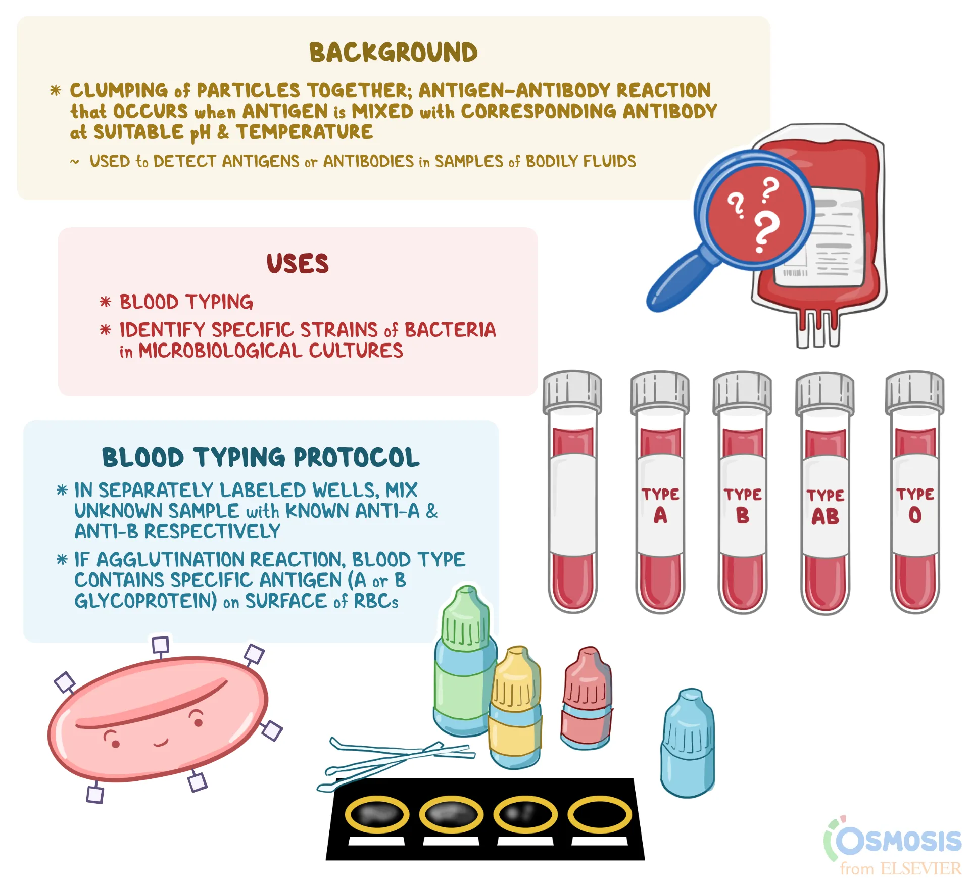 <p>Agglutination</p>