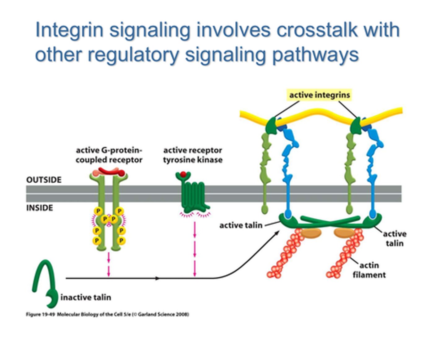 <p>membrane proteins that transmit signals between the ECM and cytoskeleton</p>