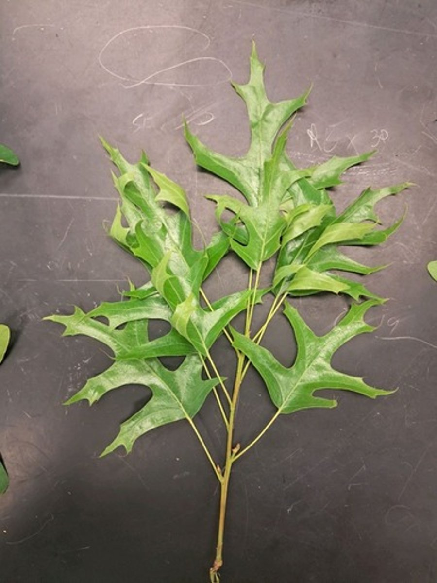 <p>What is the common name of this plant?</p>