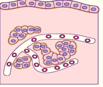 <p>épithélium endocrine</p>