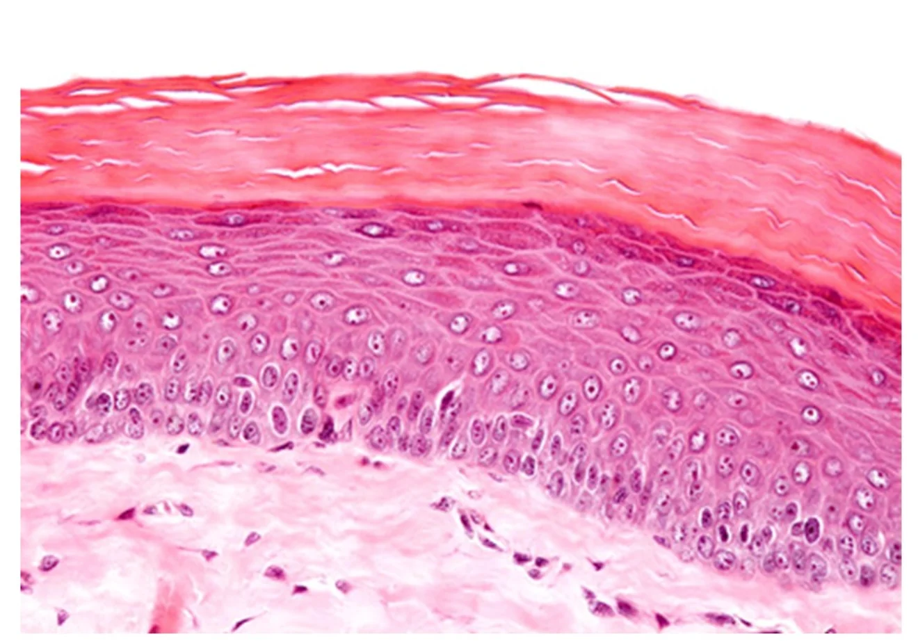 <ol><li><p><strong>Name this tissue type?</strong></p></li><li><p><strong>Name the cell type</strong></p></li></ol><p></p>
