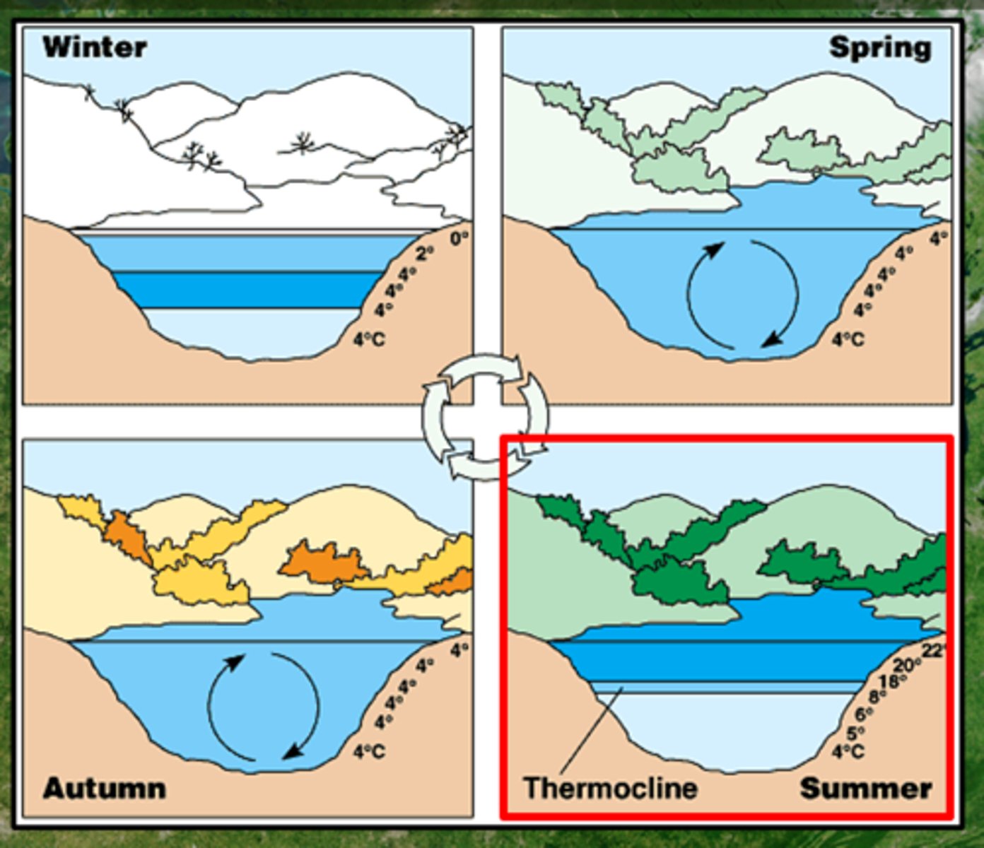 <p>an annual process dependent on water temperature (density) and wind strength; turnover, stratification</p><p>https://youtu.be/2ONLSxqVtP0?si=nZ2GAtuMOS0WMj3V</p>