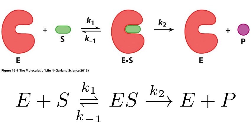 <p>Enzyme Kinetics</p>