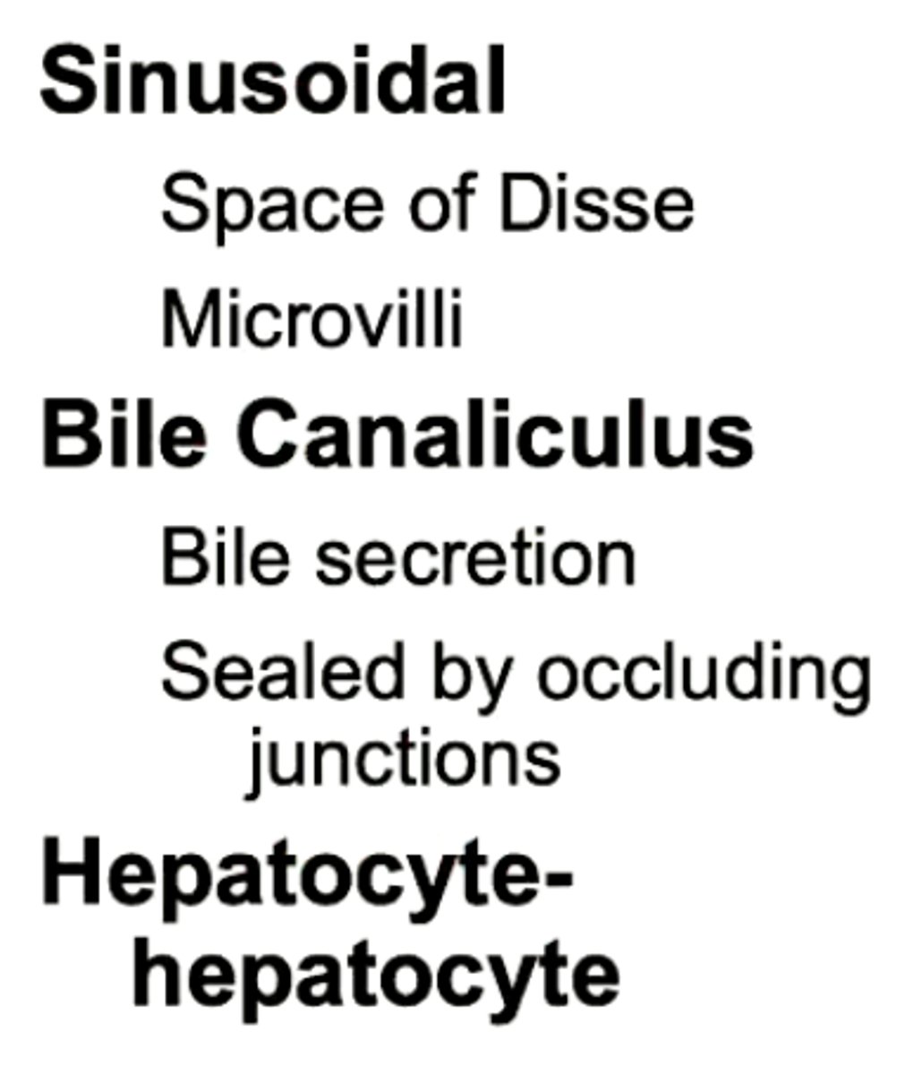 <p>- sinusoidal</p><p>- bile canaliculus</p><p>- hepatocyte-hepatocyte</p>