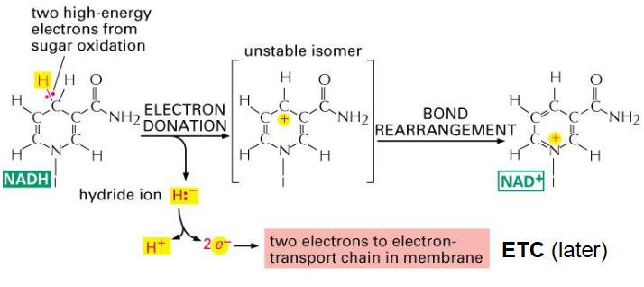 <p>- its an important electron carrier</p><p>- Cellular currency of reductive potential energy produced during respiration</p>