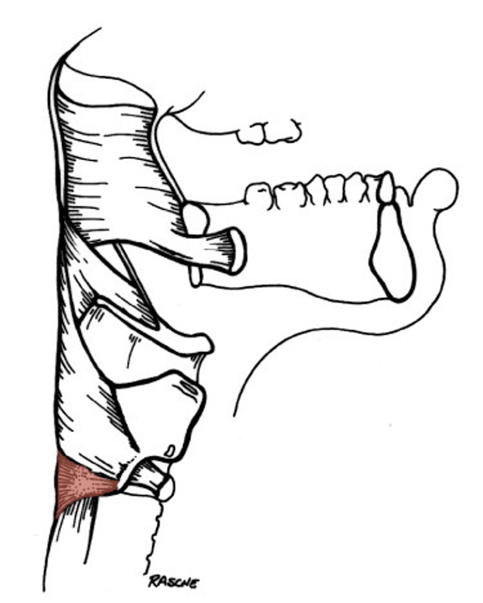 <p>Helps to close the Upper Esophageal Sphincter</p>