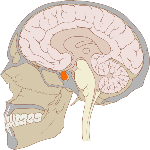 <p>What part of the skull is this?</p>