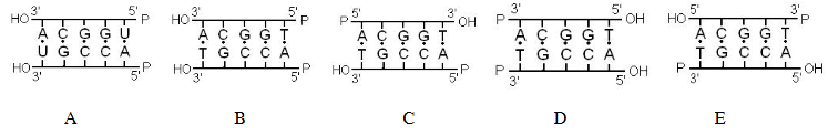 <p>which of the following most accurately represents the structure of DNA?</p>