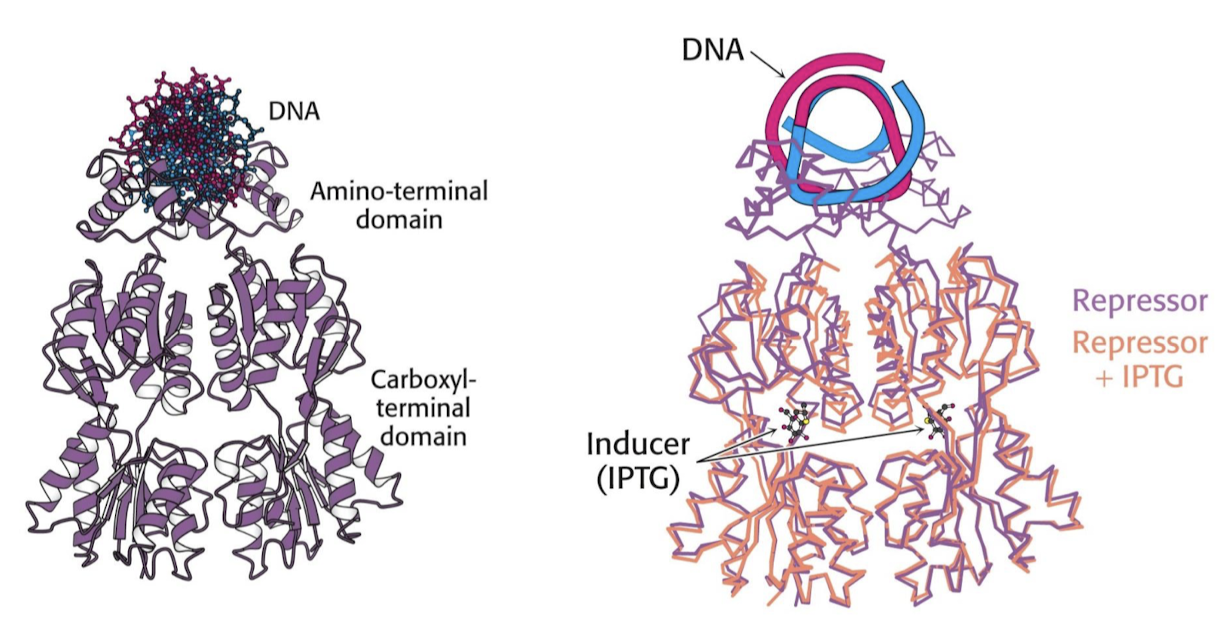 <p>Binding induces conformational change in the repressor, which greatly reduces the affinity of the repressor to bind the operator DNA.</p>