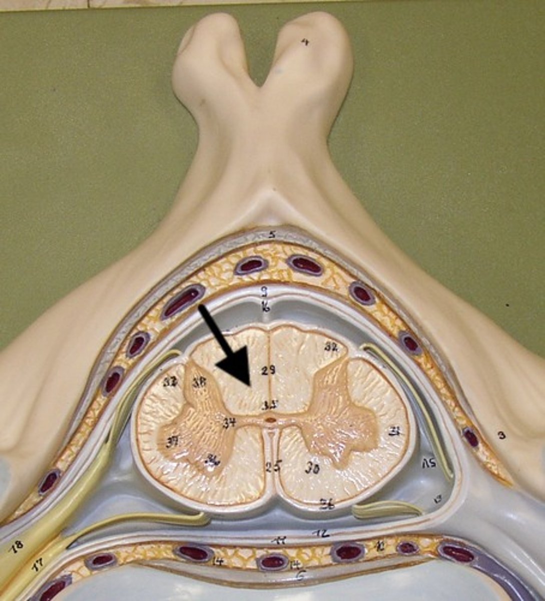 <p>- bundles of myelinated axons running along cord</p>